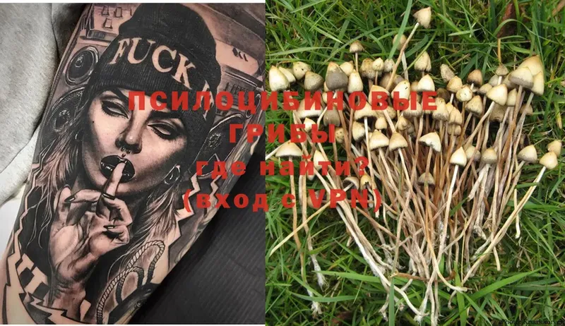 площадка какой сайт  Новая Ляля  Псилоцибиновые грибы Psilocybine cubensis  наркотики 